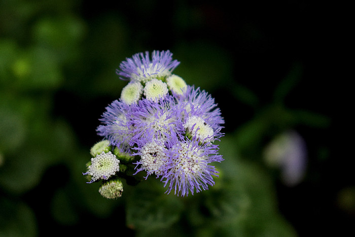 Floosa Floss Flower