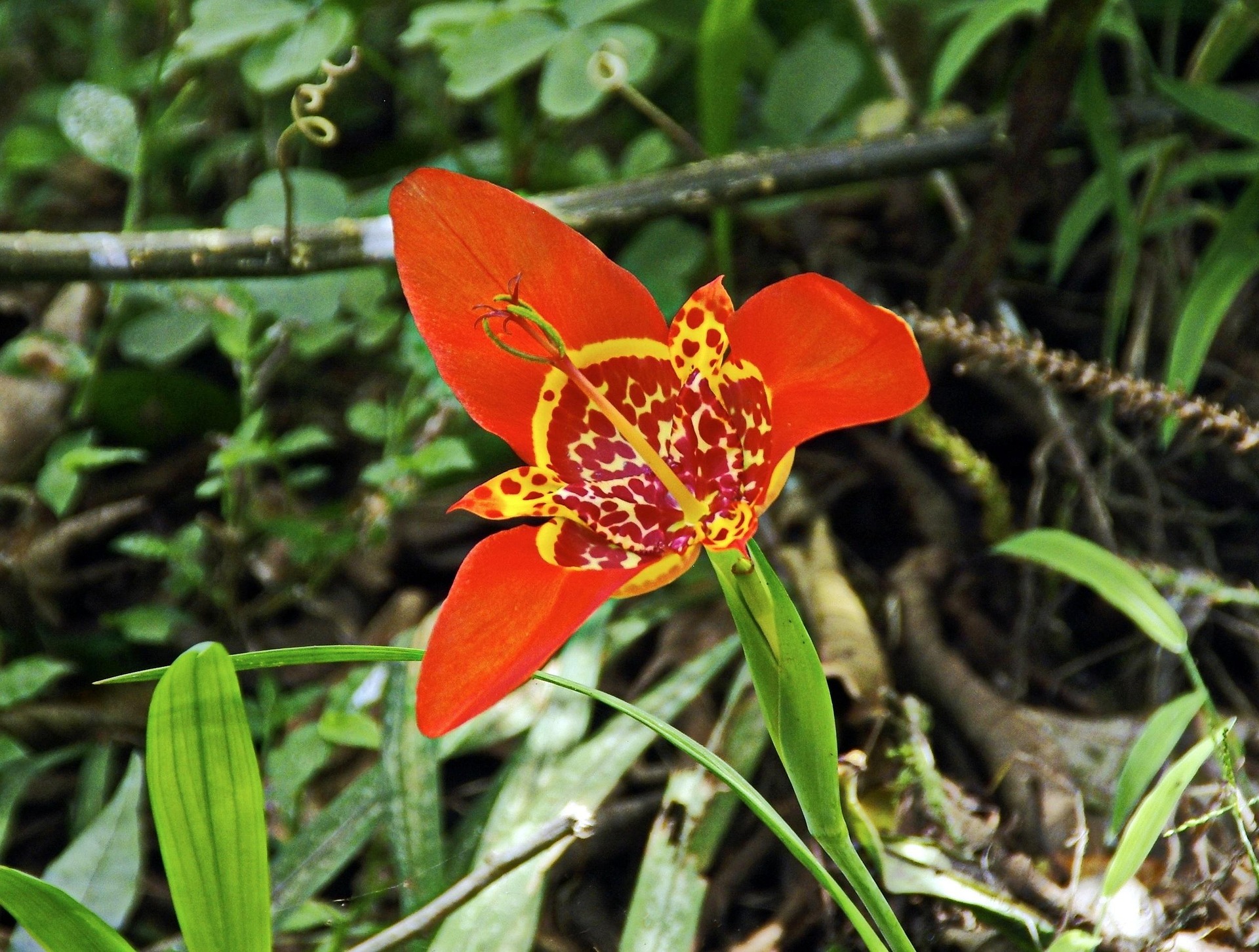 Image of Tigridia - DEZALB pixabay.com