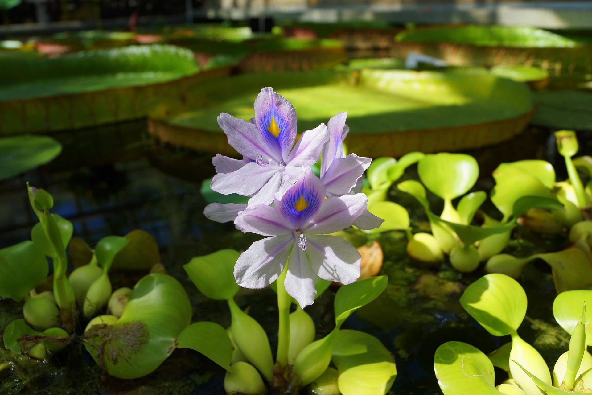 Image of Water Hyacinth - Krakowianin pixabay.com