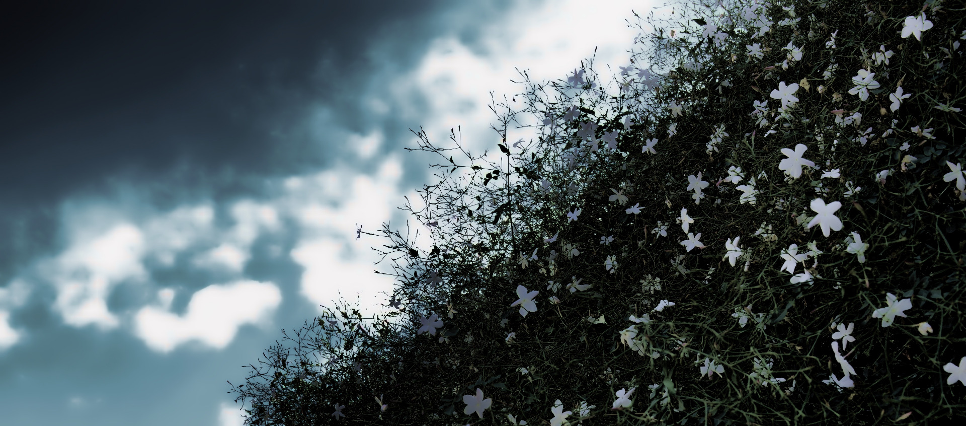 Image of Jasmine: Pixabay.com
